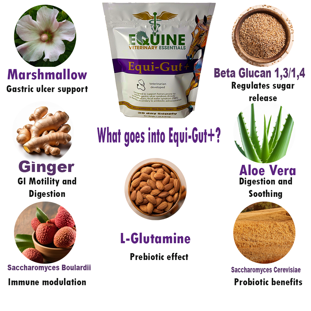 Equi-Gut+ – Veterinarian Formulated Equine Digestive Supplement image 2