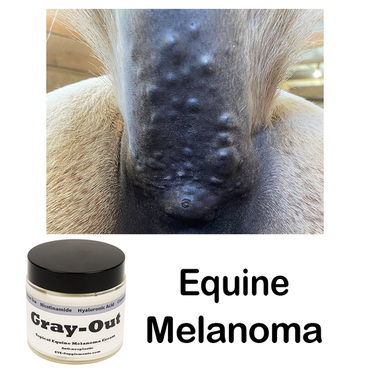 Melanoma in horses