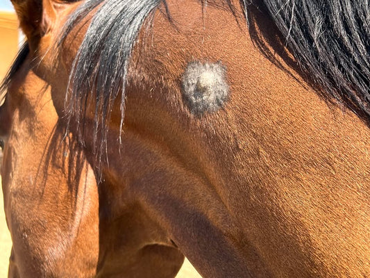 Why Treat Equine Sarcoid with Bloodroot?