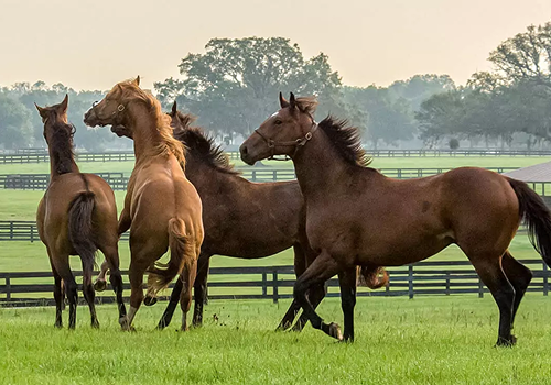 Natural Supplements for Horses