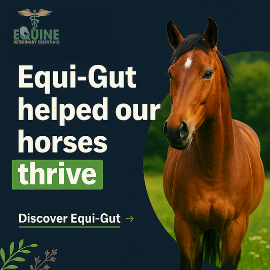 Horse joint health and postbiotics
