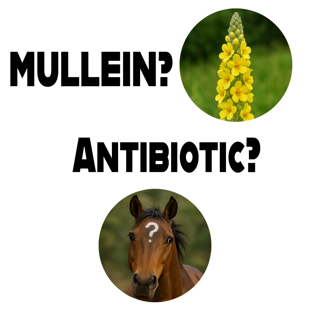 Mullein herb for equine respiratory and natural antibiotic support