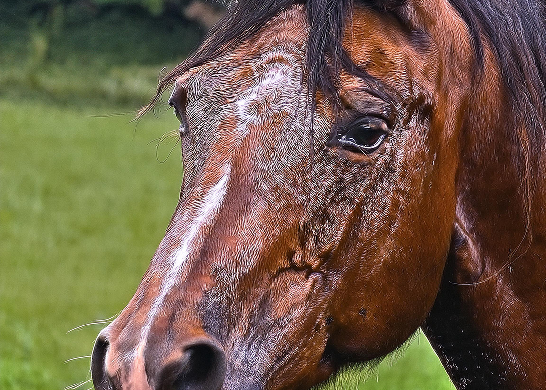 Turmeric for equine muscle health
