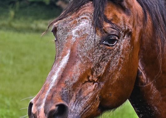 Turmeric for equine muscle health