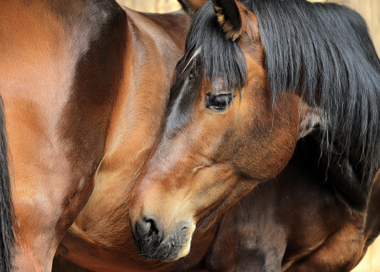 Aloe vera plant for equine gut health