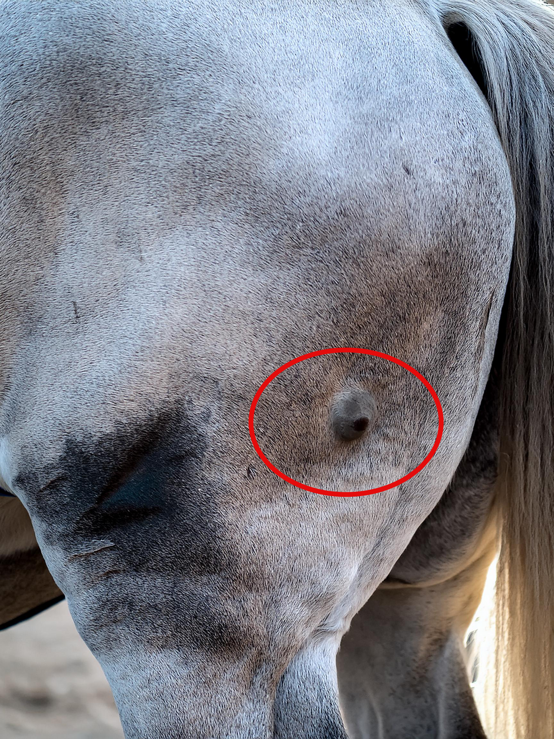 Gray horse affected by equine melanoma