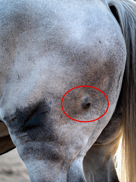Gray horse affected by equine melanoma