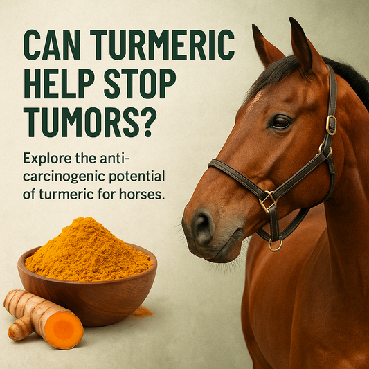 Turmeric for horses